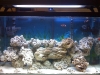 Percula clownfish