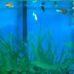 Stanley's fish tank