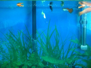 Stanley's fish tank