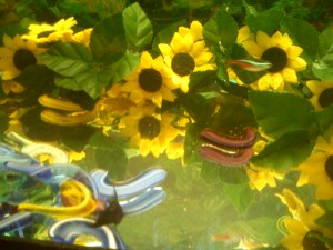 Fish tank
