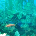 Swordtail