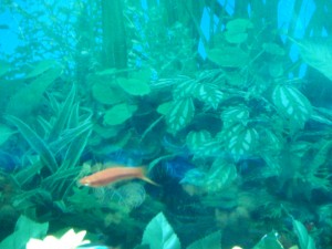 Swordtail