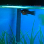 Female guppy