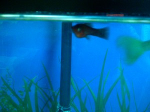 Female guppy