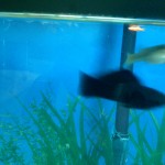 Black molly