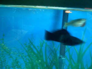 Black molly
