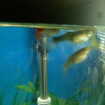Female guppy