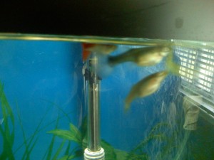 Female guppy