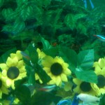 Neon and cordy fish