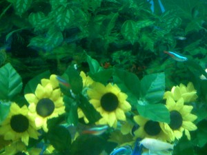 Neon and cordy fish