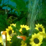Guppy