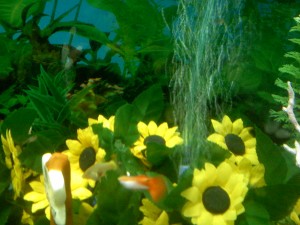 Guppy