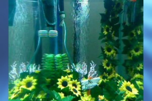Fishcam